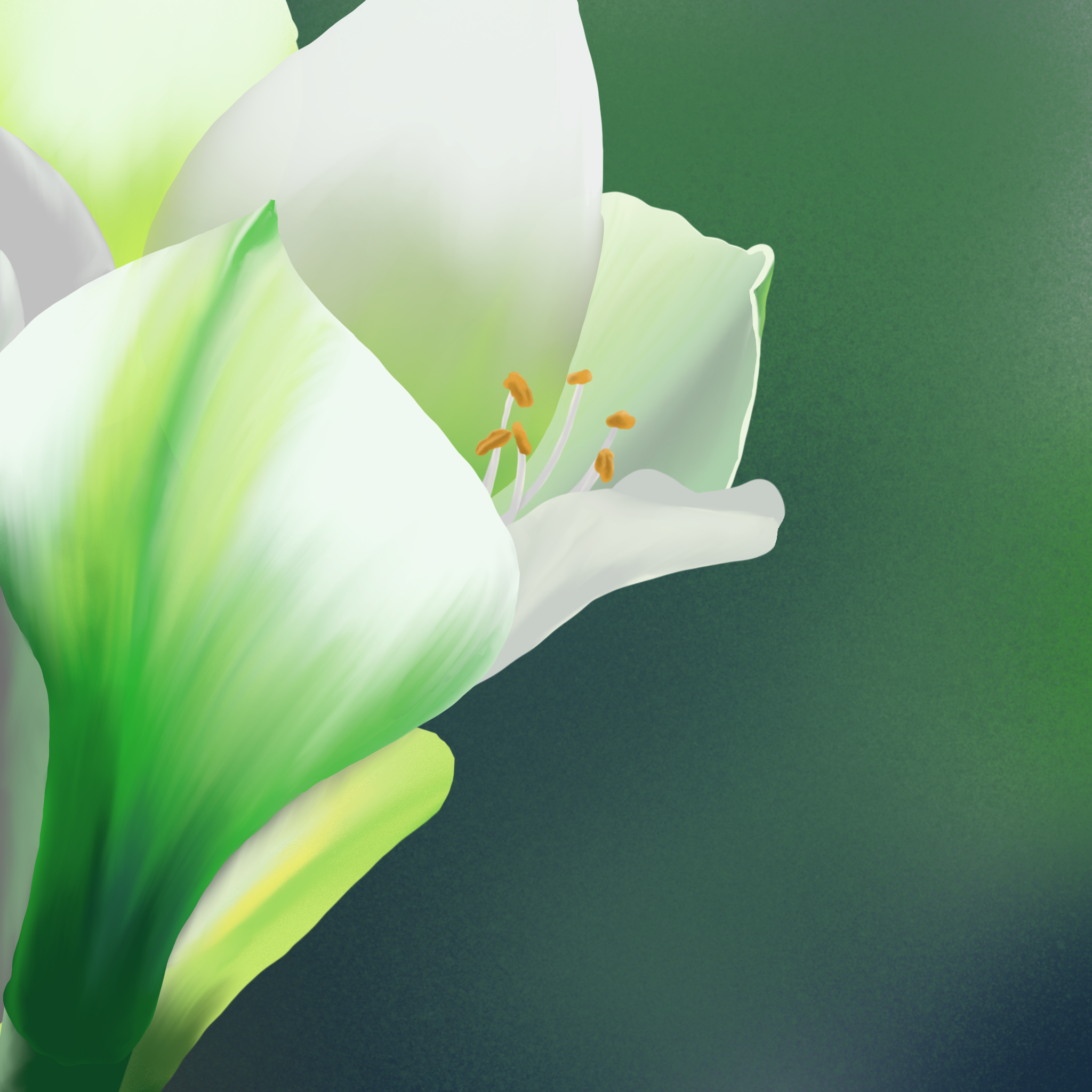 An amaryllis with blurred background